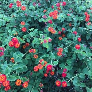 Meet your Posher, Roneet